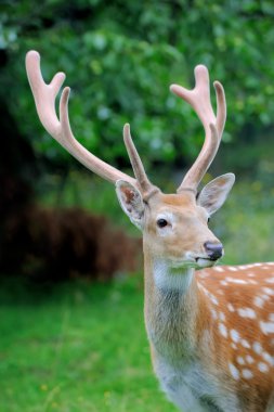 Whitetail Geyik ayakta yaz ahşap