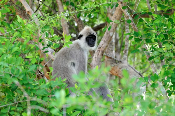 Mono en la naturaleza viva — Foto de Stock