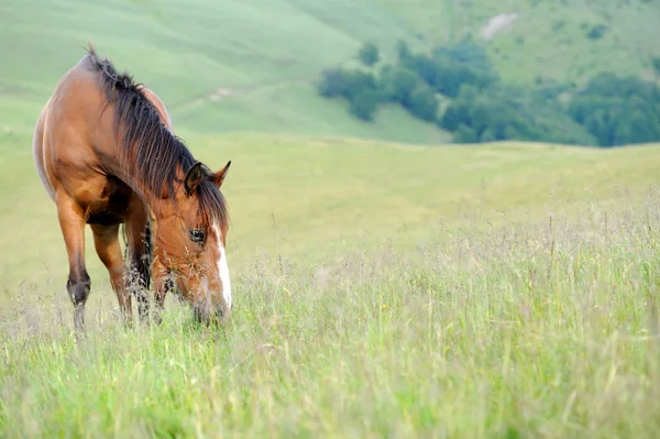 Brown horse on the pasture in mountain — Stok Foto