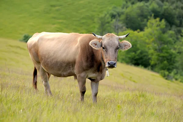 Cow on mountain pasture — Stock Photo, Image
