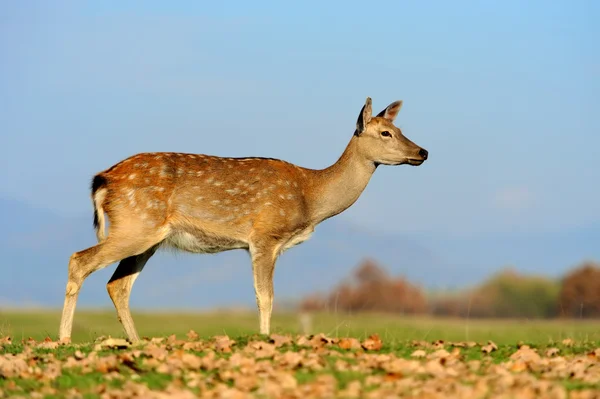 Whitetail Deer standing in autumn day — Stock Photo, Image