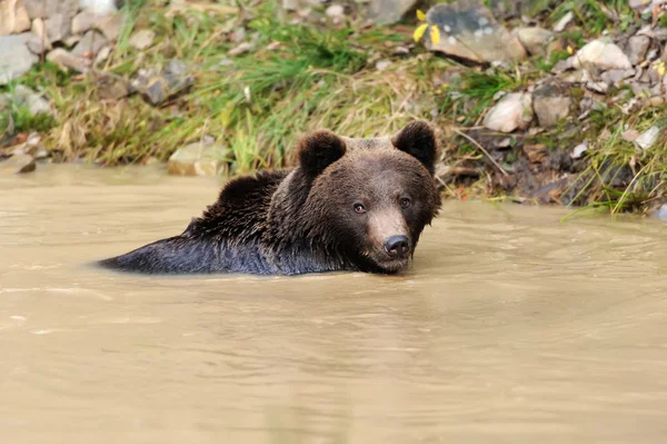 Urso pardo grande (Ursus arctos ) — Fotografia de Stock