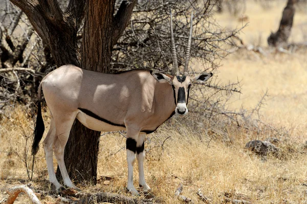 Gemsbok antelope (Oryx gazella) in national Park of Kenya — Stock Photo, Image