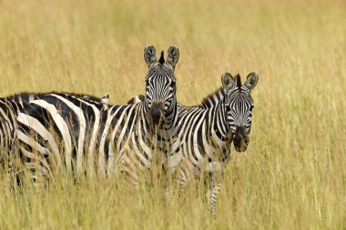 Zebra otlakta Afrika