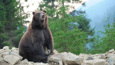 Büyük boz ayı (Ursus arctos)