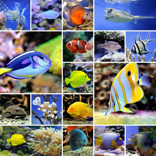 ᐈ Fish tank stock pictures, Royalty Free salt water tank images ...
