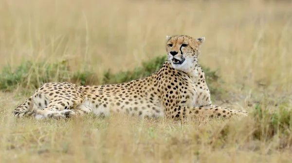 Wild african cheetah — Stock Photo, Image