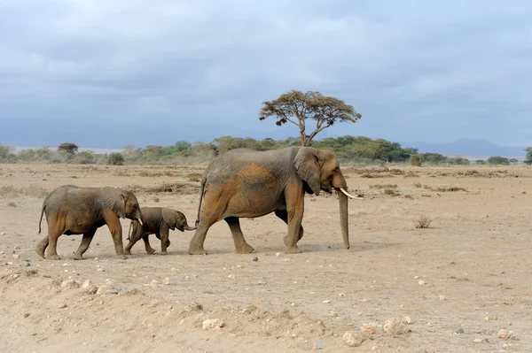 Elefant im Nationalpark Kenia — Stockfoto