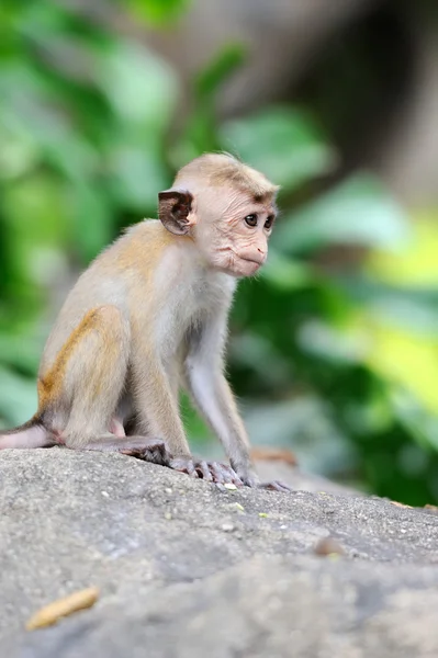 Scimmia nella natura vivente — Foto Stock