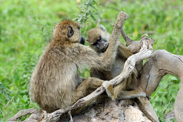 Babuino de oliva en el Parque Nacional Masai Mara de Kenia — Foto de Stock