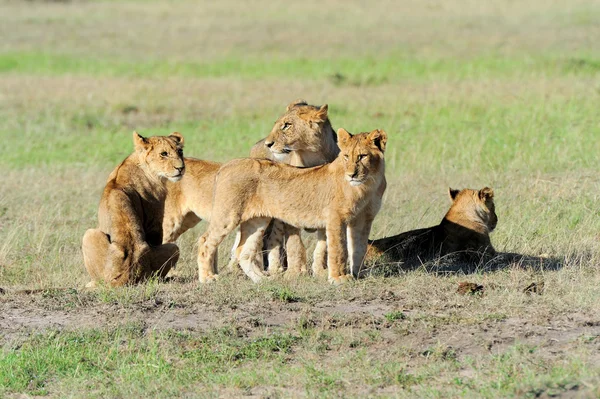 狮子在草地上的马赛马拉，肯尼亚 — 图库照片