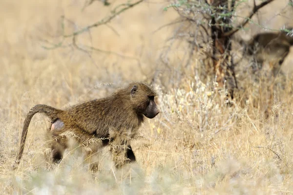 Olivové pavián v národním parku masai mara v Keni — Stock fotografie