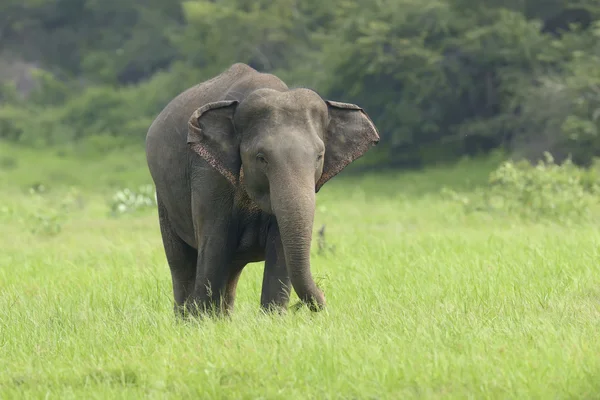 Słonie w parku narodowym — Zdjęcie stockowe