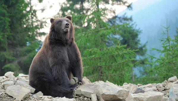 Großer Braunbär (ursus arctos)) — Stockfoto