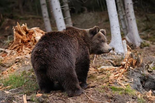 Big brown bear — Stock Photo, Image