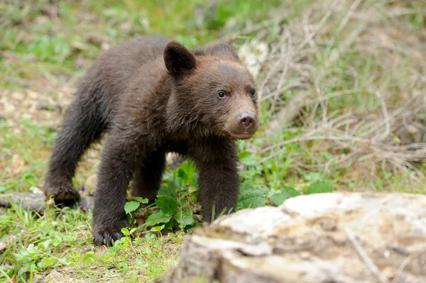 Bruine beer cub — Stockfoto