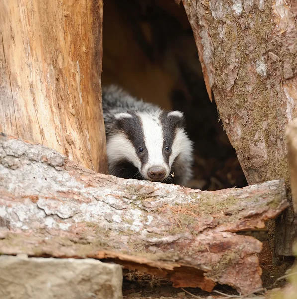 Badger dekat liang — Stok Foto