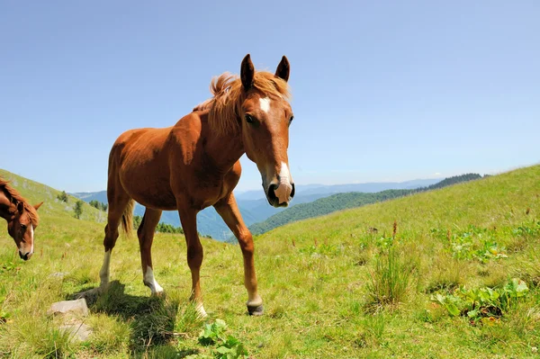 Cavalo marrom no pasto na montanha — Fotografia de Stock