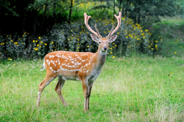 Whitetail Geyik ayakta yaz ahşap — Stok fotoğraf