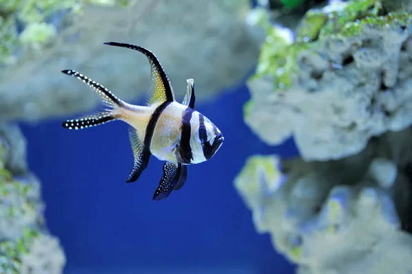 Unterwasserszene mit Fischen — Stockfoto