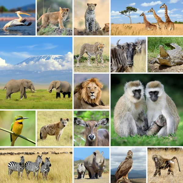 Collage con foto animali africani — Foto Stock