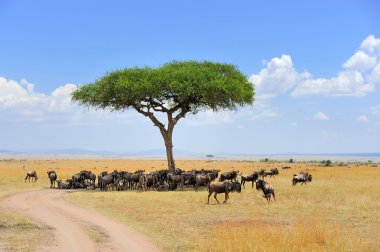 Antilop Kenya Milli Parkı