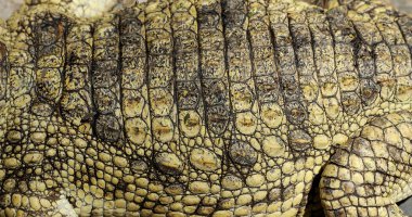 Real crocodile skin clipart