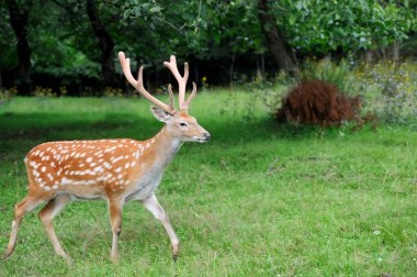 Whitetail Geyik ayakta yaz ahşap