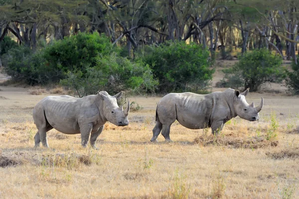 African white rhino — Stock Photo, Image