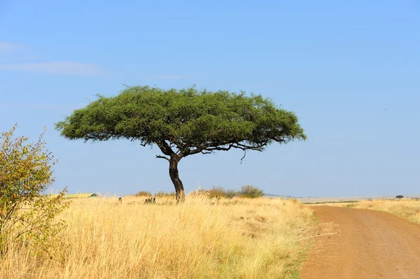 Paesaggio con albero in Africa — Foto Stock