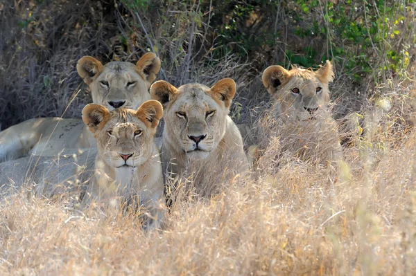 케냐의 국립 공원에서 가까운 사자 — 스톡 사진