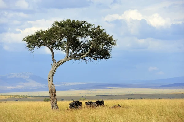 Paesaggio con albero in Africa — Foto Stock