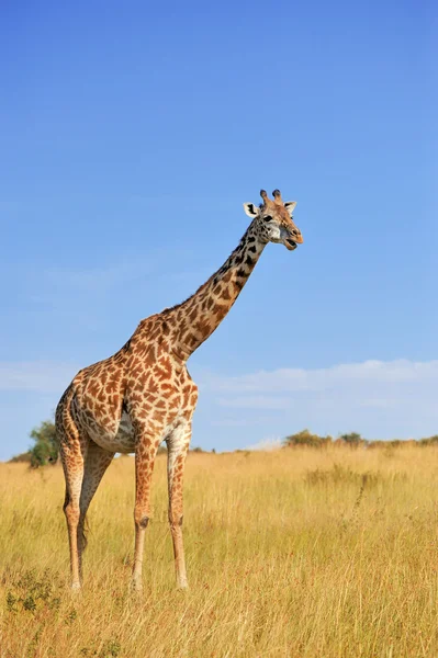 Giraffe im Nationalpark Kenia — Stockfoto