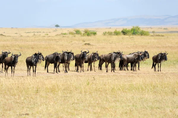 Wildebeest in National park of Kenya — Stock Photo, Image