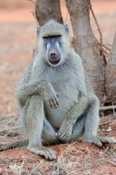 Baviaan aap in nationaal park van Kenia — Stockfoto