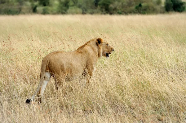 Kenya Ulusal Parkı yakın aslan — Stok fotoğraf