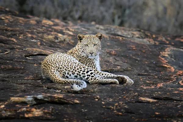 Nahaufnahme eines Leoparden im Nationalpark Kenia — Stockfoto