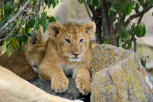 Cucciolo di leone africano — Foto Stock