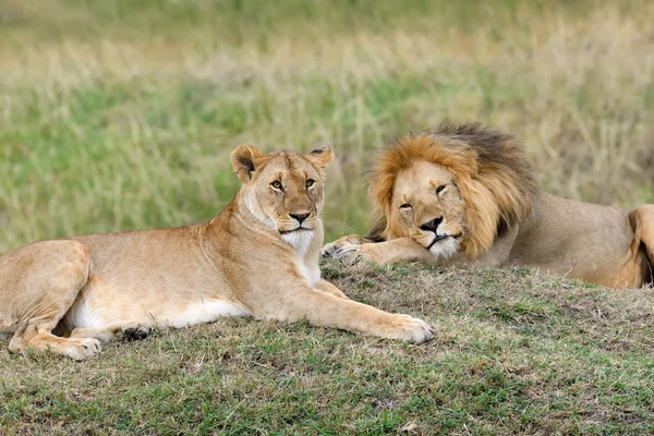 Cerca del león en el Parque Nacional de Kenia —  Fotos de Stock