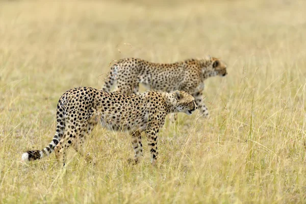 アフリカの野生のチーター — ストック写真