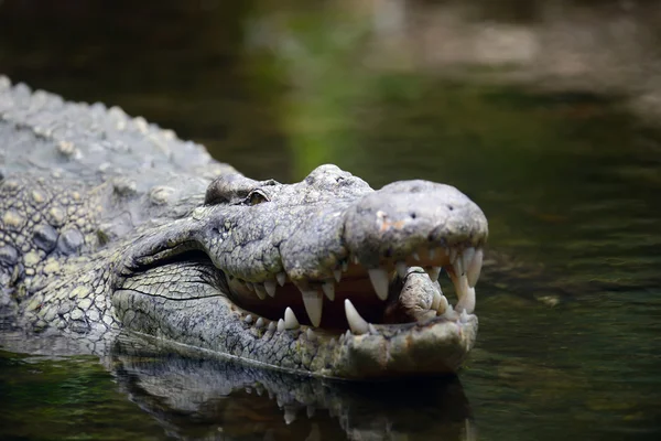 Krokodil i vatten. Kenya, Afrca — Stockfoto