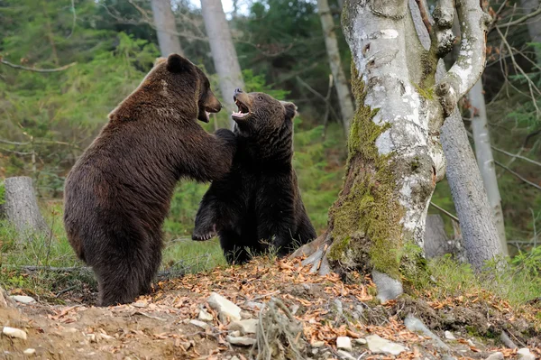 Nagy barna medve (Ursus arctos) — Stock Fotó