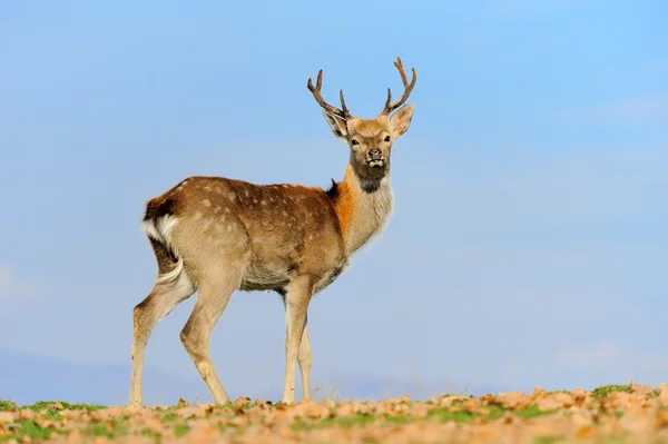 Whitetail Deer stojący w jesienny dzień — Zdjęcie stockowe