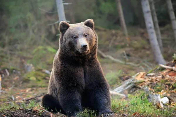 Большой бурый медведь (Ursus arctos ) — стоковое фото
