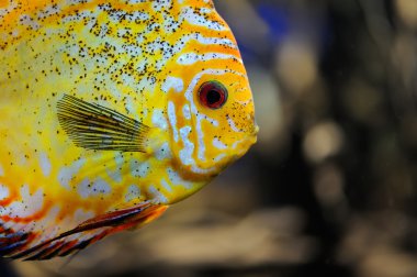 Sualtı sahne, farklı renkli balıklar gösterilen