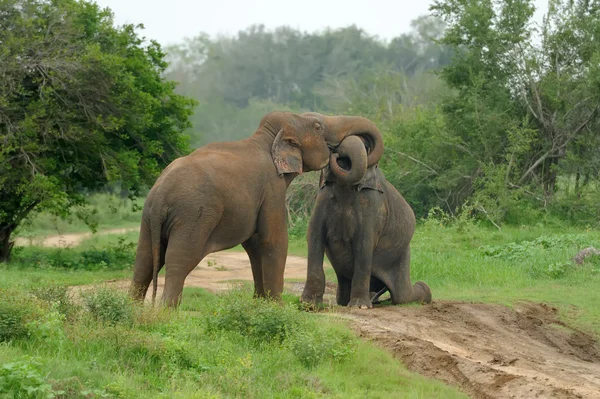 Słonie w parku narodowym — Zdjęcie stockowe