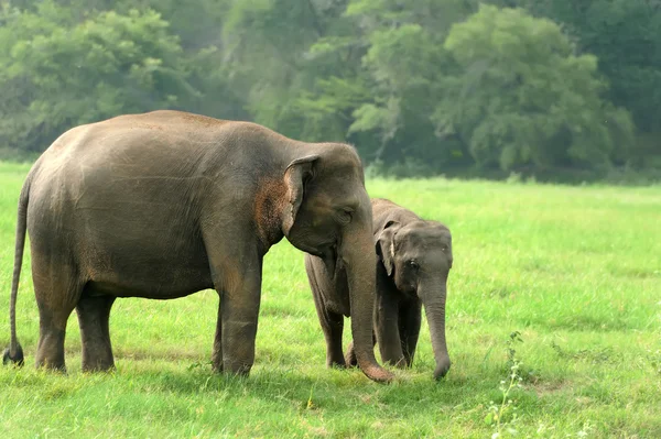 Ελέφαντες στο εθνικό πάρκο — Φωτογραφία Αρχείου