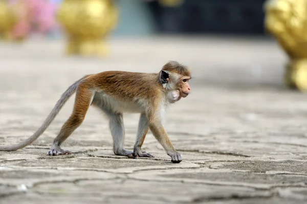 Singe dans la nature vivante — Photo