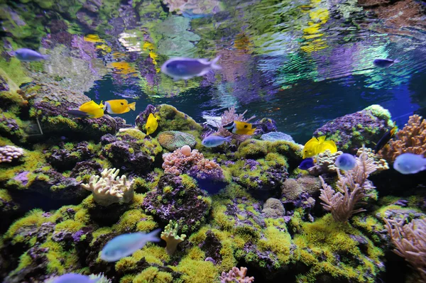 Подводная сцена, показывающая различных красочных рыб — стоковое фото
