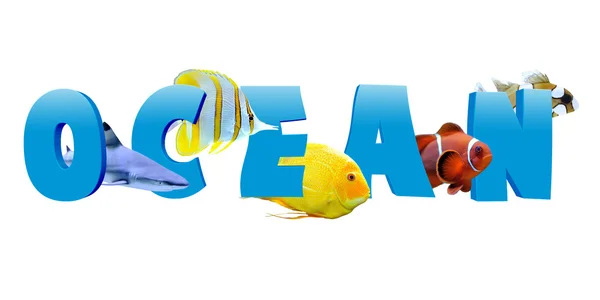 Word OCEAN with many tropical fish — Stock Photo, Image
